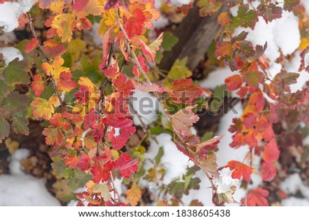 Abstract bright red, orange, yellow and purple leaves of gooseberry under first snow.