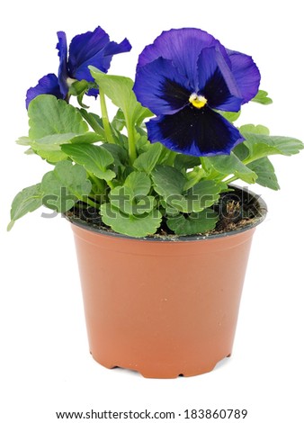Flower pots with pansies(violets) on white background   