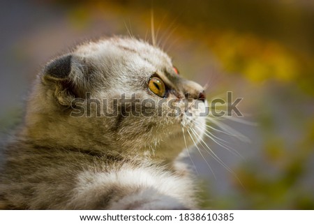 Close-up image of the head of a beautiful little grey kitten. Blurred background. Outdoor Autumn picture.