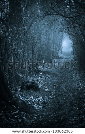 Dark spooky passage through the forest, toned blue