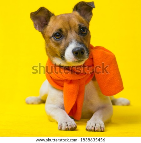 Portrait of Jack Russell Terrier dog in an orange scarf on a yellow background. The happy dog is ready for the holiday.