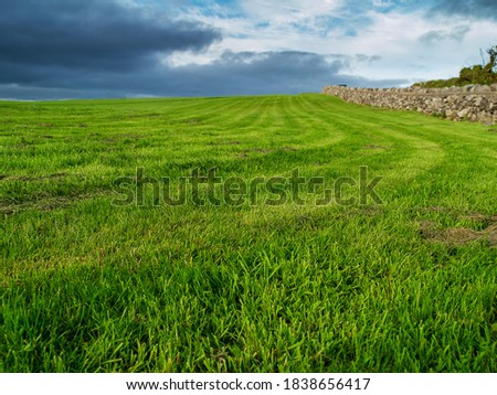 Freshly cut grass in a park field with tractor track traces, Selective focus. Nobody. Blue cloudy sky, Park maintenance concept