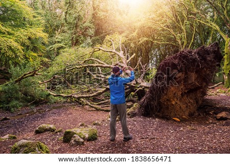 Man in blue jacket taking picture of a giant fallen tree in a park on his smart phone. Barna woods, Galway city, Ireland. Concept nature disaster, storm and hurricane devastating effects