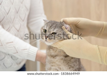 Tabby-coloured scottish cat examined by veterinary surgeon Royalty-Free Stock Photo #1838664949