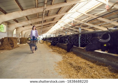 Female farmer wearing a plaid shirt, jeans and rubber boots walks with an empty wheelbarrow after feeding cattle past buffaloes standing in a row in a stable. Concept of breeding and care of cattle.