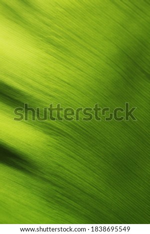Close up texture background of fresh detail green leaf, Abstract nature.