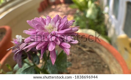 Dahlia flowers come in varying shades of white, yellow, orange, red, pink and purple. They vary in sizes and few species grow big to resemble with sunflowers
