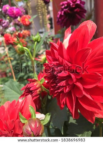 Dahlia flowers come in varying shades of white, yellow, orange, red, pink and purple. They vary in sizes and few species grow big to resemble with sunflowers