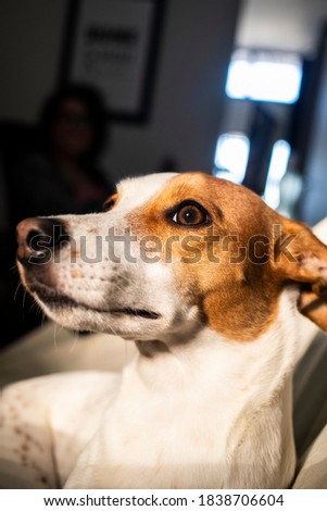 vertical photo of cute white dog with brown spots