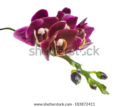 Blooming branch beautiful deep  cherry orchid isolated on the white background