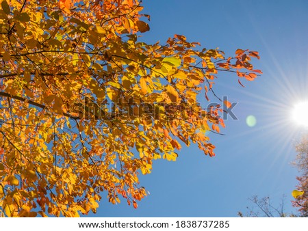 close uo of trees with blue background 