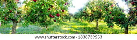 Apple trees in an orchard, with fruits ready for harvest.morning panorama shot Royalty-Free Stock Photo #1838739553