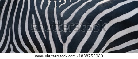 Natural texture of the zebra skin.