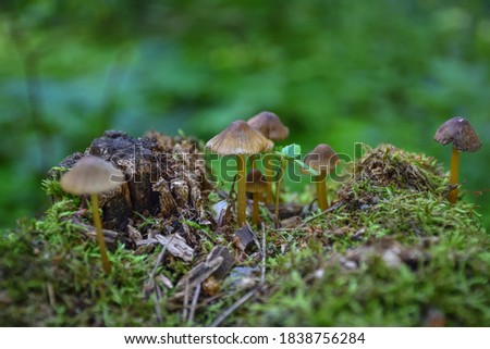 mushrooms macro, mushrooms mushrooms close-up on a tree stump