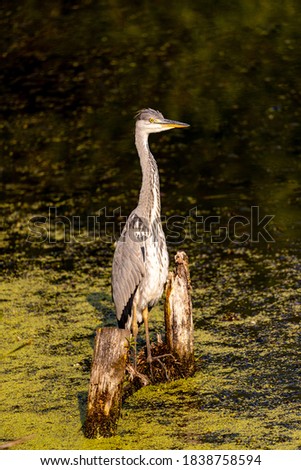 Grey heron on a local pond fishing during morning hours