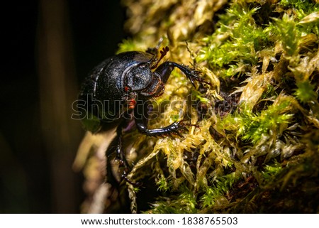 A closeup picture of a beetle bug in a forest. Dark brown and orange leaves in the background. Picture from Bokskogen, Malmo, southern Sweden