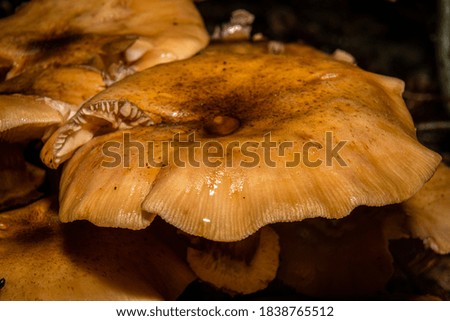 A closeup picture of a fungus in a forest. Dark brown and orange leaves in the background. Picture from Bokskogen, Malmo, southern Sweden