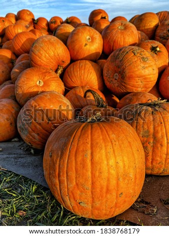 A lot of big fresh orange pumpkins are lying on the field, wonderful autumn morning, soft sunset light. Halloween decoration concept. Background picture or texture.
