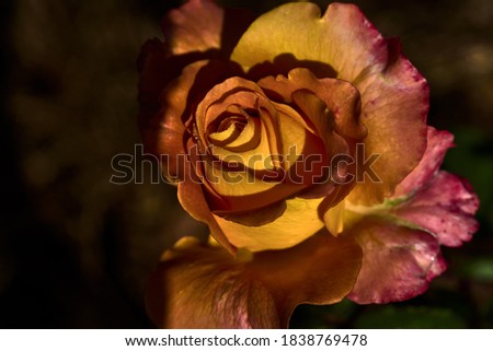 Close-up of a rose with yellow and orange petals, bathed in dawn light
