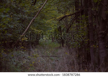 very nice autumn forest picture