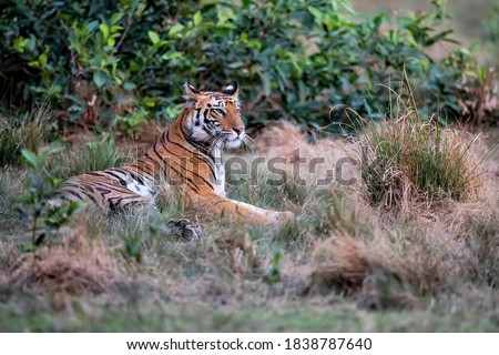 Tiger, Bengal Tiger (Panthera tigris Tigris), resting in Bandhavgarh National Park in India