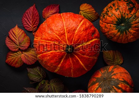 Three orange Pumpkins on black background, Thanksgiving autumn bright colors still life Flat lay