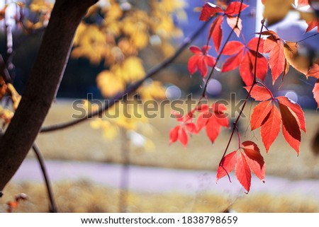 
Curly red ivy cascading from tree on blurred yellow background