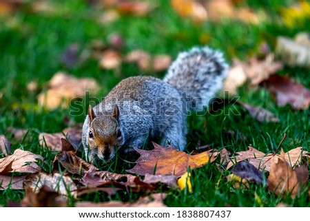 Grey Squirrel in the park, with autumnal leaves around