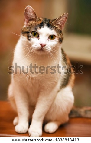 beautiful tricolored cat portrait close
