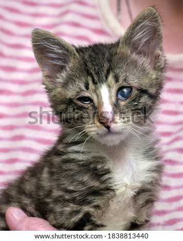 small striped kitten with sore eyes at the shelter volunteer in her arms