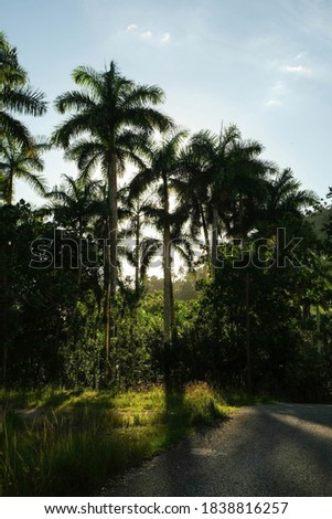 Pictures of green palm trees in a big forrest in cuba