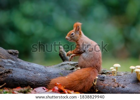 Eurasian red squirrel (Sciurus vulgaris) searching for food between the mushrooms in autumn  in the forest of Drunen, Noord Brabant in the Netherlands.