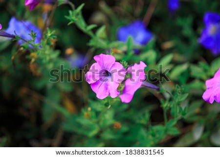 Petunia flower on the background of green leaves