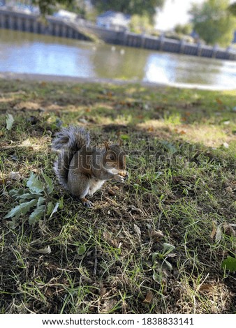 Squirrel eating acorn by the river