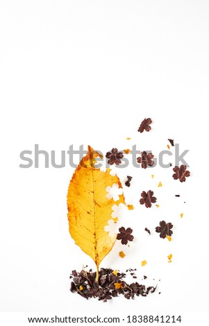 Yellow autumn leaf presented in the shape of tree, from which the leaves fall in the shape of  brown flowers on white isolated background. Minimalism autumn style concept.Autumn greetings card.