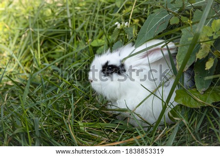 White rabbit with black spots mini lop sits on the lawn