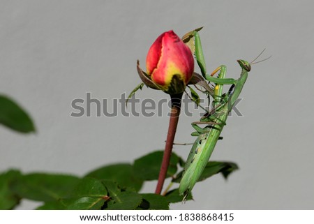 The mantis and the rose.