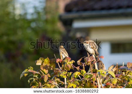 a group of small sparrows sits on the tips of a shrub