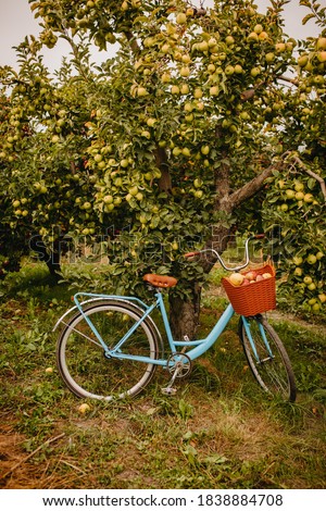 A vintage blue bicycle in apple orchard Royalty-Free Stock Photo #1838884708