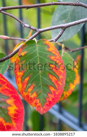 Colorful leaves in autumn, Austria