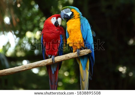 Couple of Macaw parrots on a branch Royalty-Free Stock Photo #1838895508