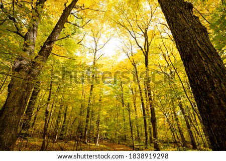 Looking up at colorful autumn forest canopy

