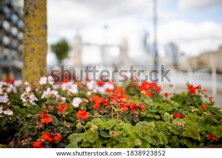 Landscape View of Red and White Flowers on the thoroughfare with a blurry Cityscape and Tower Bridge as Background