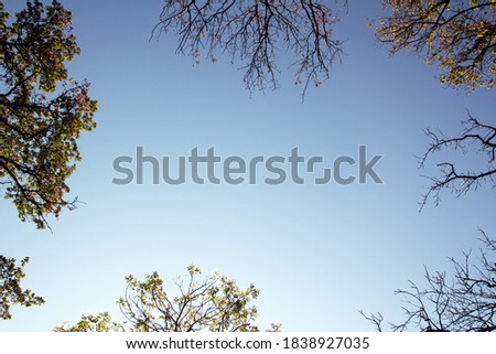 Silhouette of fall colorful branches around edge with blue sky in center and copyspace for text, bottom view.