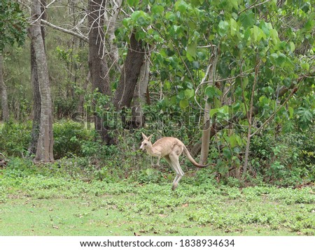 Kangaroo hopping in bright green Australian bush