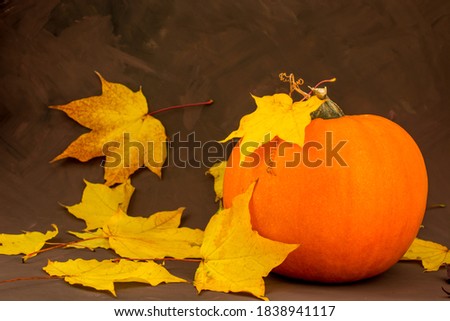 Still life composition with colorful decorative pumpkin