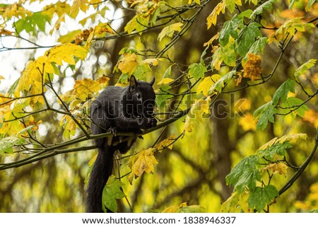 one black squirrel sitting on tree branch filled with orange leaves eating a nut with its tailing hanging under 