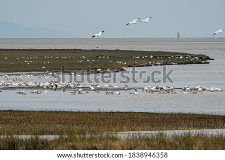a flock of snow geese resting on the marshland by the river on an overcast day