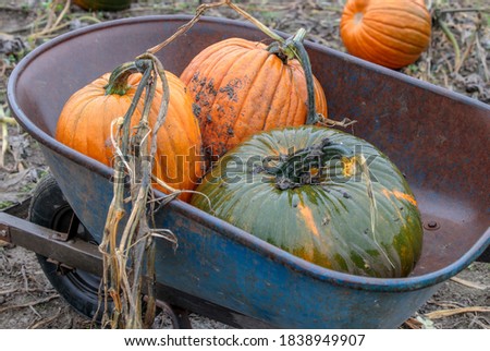 Harvest wagon filled with pumpkins at a pumpkin patch in fall. 
Autumn harvesting nature concept.
