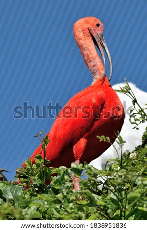 Photography of a scarlet ibis grooming its neck perched on a tree
